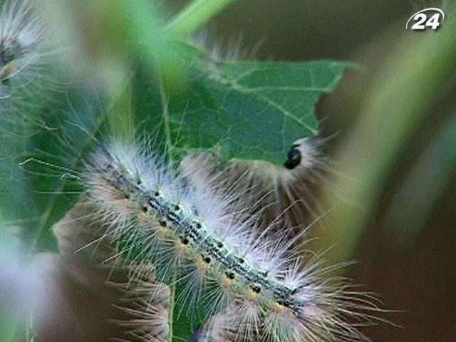 Зелені насадження Криму поїдає гусінь білого американського метелика Зелені насадження Криму поїдає гусінь білого американського метелика