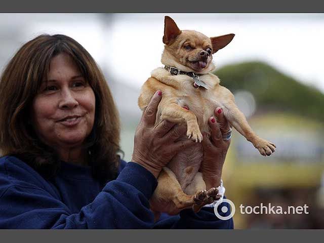 У США обирали найогиднішу собаку У США обирали найогиднішу собаку