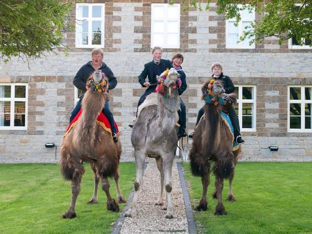 В английском графстве семья разводит верблюдов В английском графстве семья разводит верблюдов