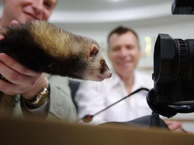 Хорек Фред не верит в победу сборной Франции Хорек Фред не верит в победу сборной Франции