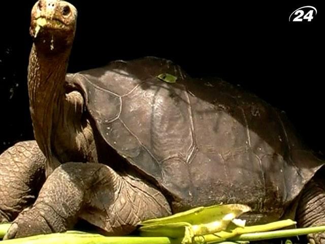 Помер останній представник підвиду галапагоських черепах Помер останній представник підвиду галапагоських черепах