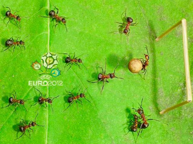 Российский фотограф создал муравьиное ЕВРО