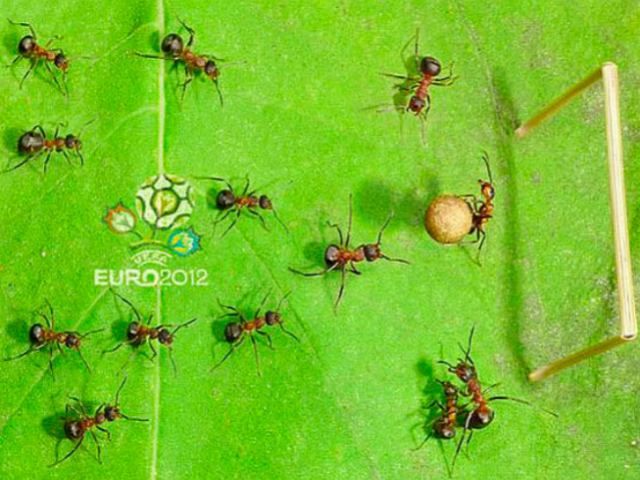 Российский фотограф создал муравьиное ЕВРО Российский фотограф создал муравьиное ЕВРО