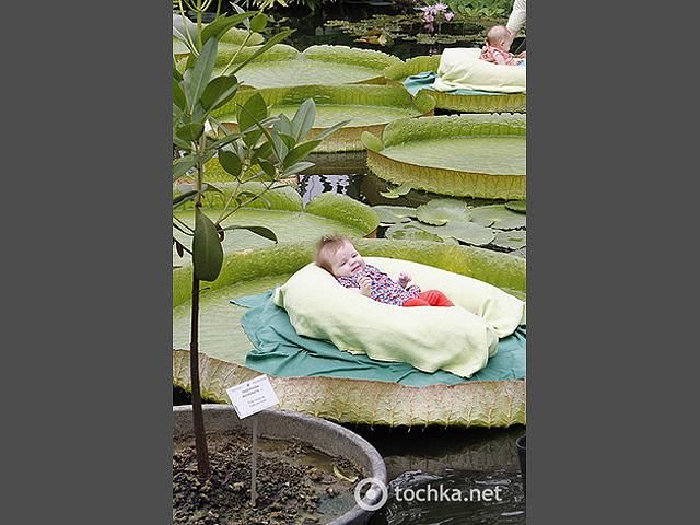 У Бельгії дітей випускають в плавання на гігантських листках