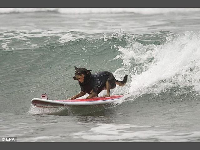 У Каліфорнії пройшли змагання з собачого серфінгу