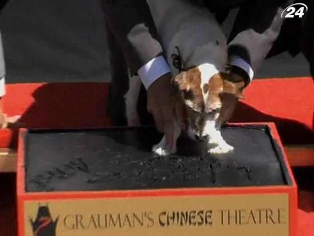 Пес Угги из фильма "Артист" оставил отпечатки своих лап в Голливуде Пес Угги из фильма "Артист" оставил отпечатки своих лап в Голливуде