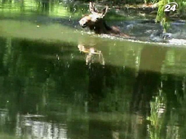 В центре Ровно прогуливался лось В центре Ровно прогуливался лось