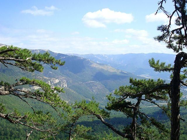 Горить Ялтинський заповідник - 27 червня 2012 - Телеканал новин 24 Горить Ялтинський заповідник - 27 червня 2012 - Телеканал новин 24