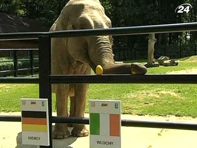 Тварини-віщуни у першому півфіналі прогнозують перемогу збірній Португалії Тварини-віщуни у першому півфіналі прогнозують перемогу збірній Португалії