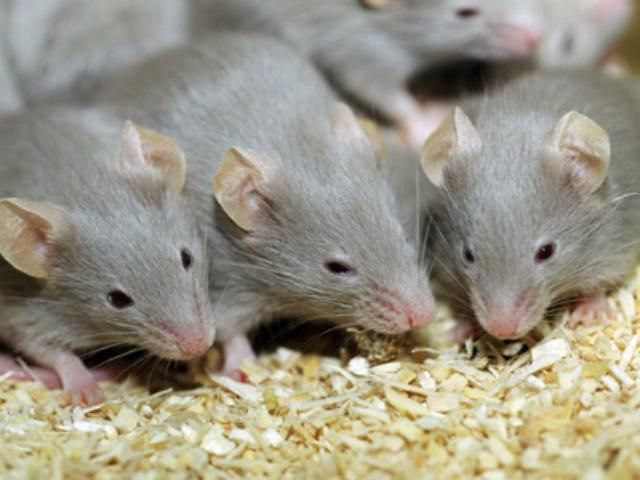 У США наркомани викрали вантажівку з мишами
