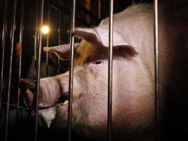 Тхір Фред та хряк-віщун Фунтик прогнозують вихід Італії до фіналу ЄВРО-2012 Тхір Фред та хряк-віщун Фунтик прогнозують вихід Італії до фіналу ЄВРО-2012