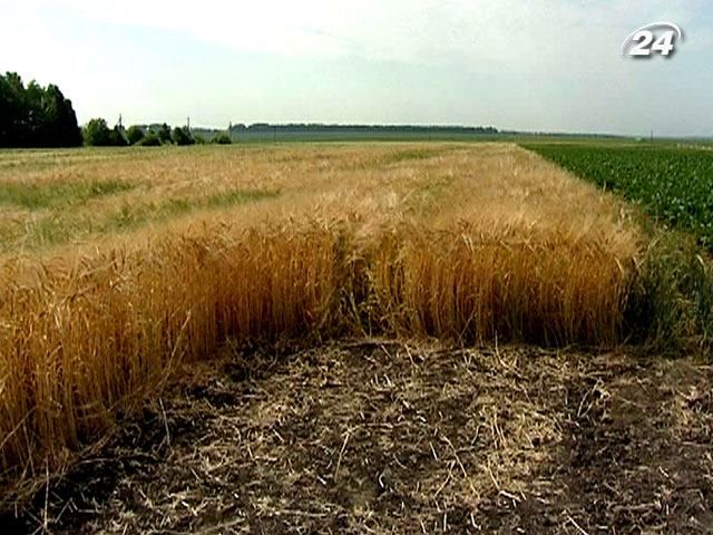 Украина рискует собрать самый малый урожай ячменя за 20 лет