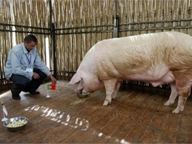 Хряка-віщуна Фунтика хочуть з'їсти. Активісти проти Хряка-віщуна Фунтика хочуть з'їсти. Активісти проти