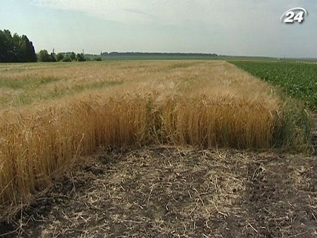 Украина рискует собрать наименьший урожай ячменя за 20 лет Украина рискует собрать наименьший урожай ячменя за 20 лет