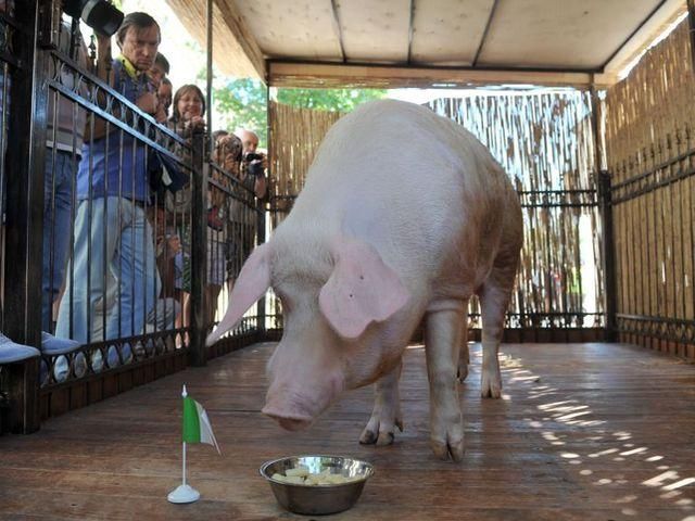Кнур Фунтик і тхір Фред передбачили перемогу Італії Кнур Фунтик і тхір Фред передбачили перемогу Італії