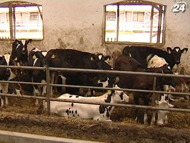 Уряд встановив дотації за молодняк великої рогатої худоби старше року