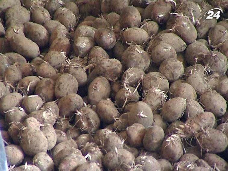 Експерти закликають уряд підтримати ціни на картоплю