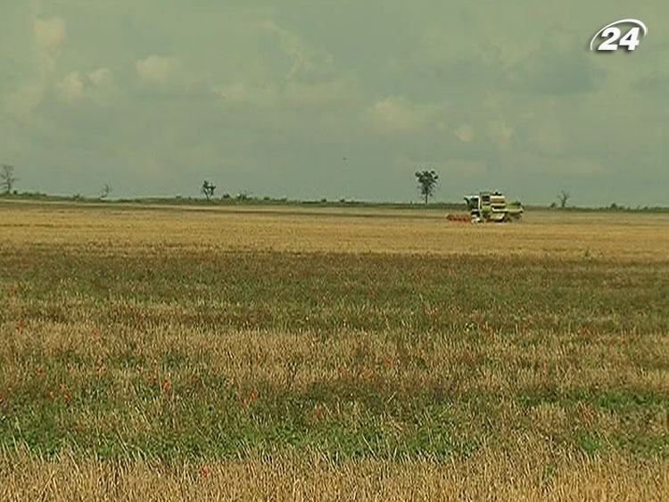 Від посухи в Україні потерпає близько 50% посівів Від посухи в Україні потерпає близько 50% посівів