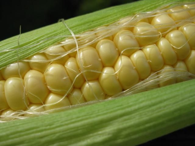 Китайський кредит Україна погасить кукурудзою - 6 июля 2012 - Телеканал новин 24