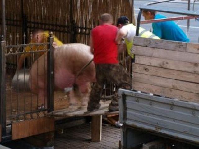 Хряка Фунтика силою відвезли у невідомому напрямку. Діяли жорстоко Хряка Фунтика силою відвезли у невідомому напрямку. Діяли жорстоко