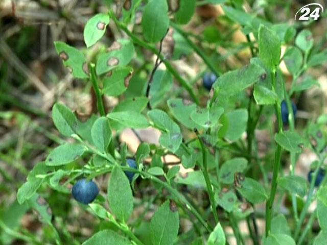 У волинських лісах у розпалі збір чорниці У волинських лісах у розпалі збір чорниці