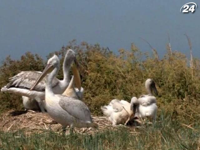 Неизвестные уничтожили гнезда единственной в Украине колонии косматых пеликанов