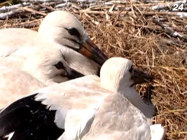 На Прикарпатье к лапам птенцов прикрепляют кольца с индивидувальних номерами На Прикарпатье к лапам птенцов прикрепляют кольца с индивидувальних номерами