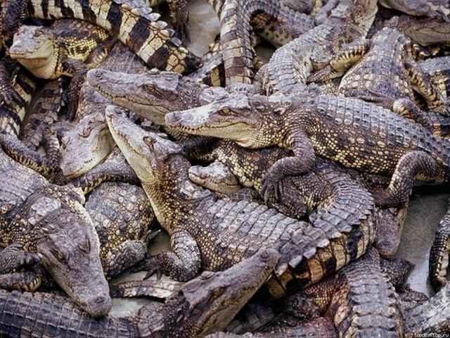 Китайская полиция спасла "деликатесных" крокодилов
