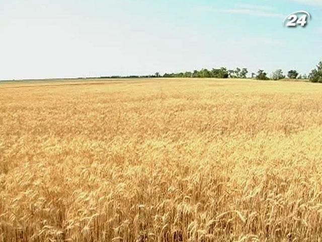 Через погодні умови Україна збере на 25% менше зерна Через погодні умови Україна збере на 25% менше зерна