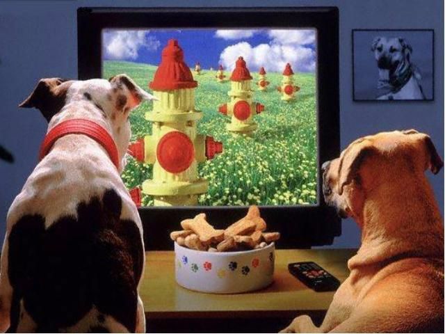 В США запустили первый телеканал для собак