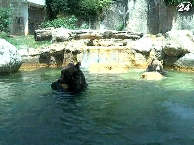 У зоопарку Рима тварин годують замороженою їжею - 10 июля 2012 - Телеканал новин 24 У зоопарку Рима тварин годують замороженою їжею - 10 июля 2012 - Телеканал новин 24