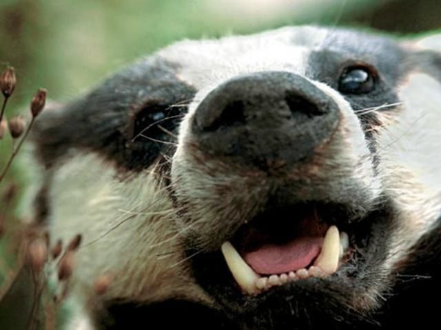 На Рівенщині скажений борсук покусав жінку На Рівенщині скажений борсук покусав жінку