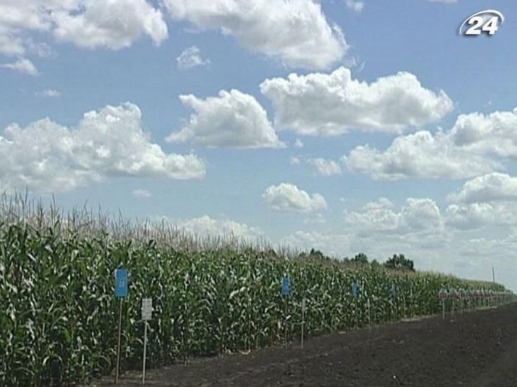 Аграріям радять збільшувати посіви під кукурудзу та сорго