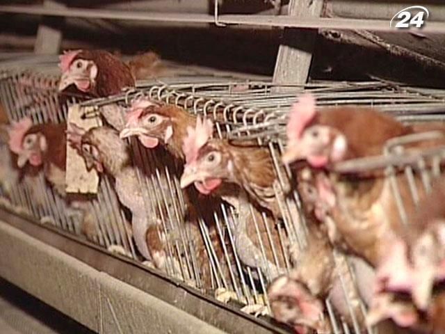 Птицеводы требуют запретить дешевый импорт Птицеводы требуют запретить дешевый импорт