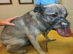 Американці катували собаку електричною стрічкою Американці катували собаку електричною стрічкою