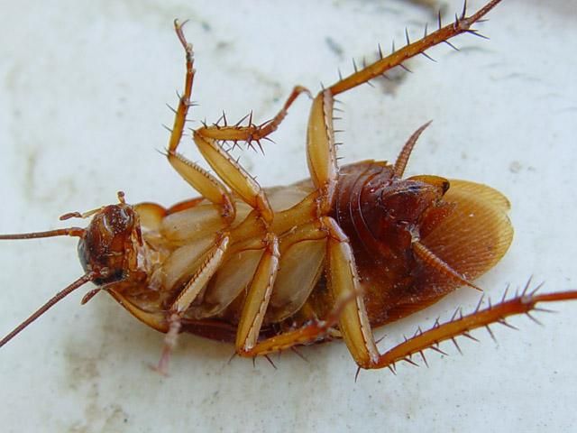 Гигантские тараканы напали на Неаполь