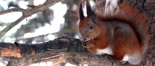 Іноземні інвестиції в лісове господарство України склали 0,02% Іноземні інвестиції в лісове господарство України склали 0,02%