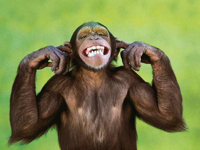 В Германии побег шимпанзе заблокировал работу зоопарка В Германии побег шимпанзе заблокировал работу зоопарка