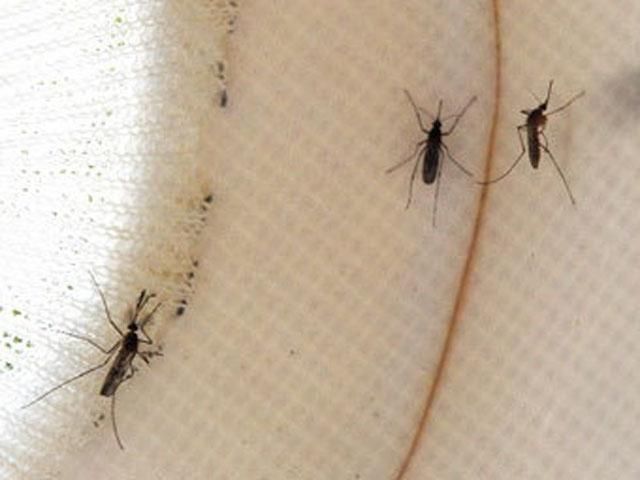 Американцы выступили против генномодифицированных комаров