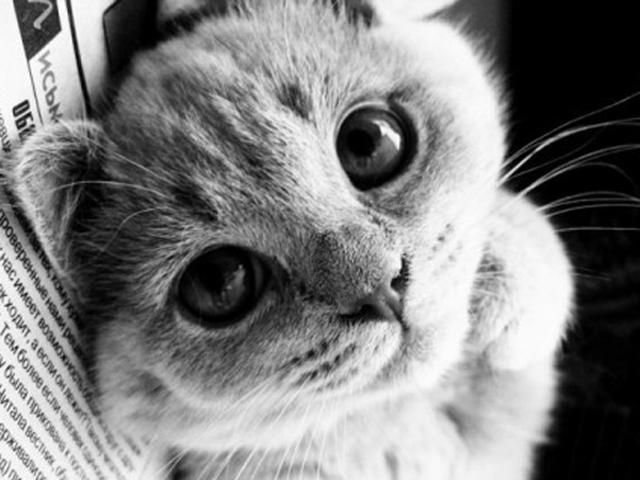 У США пройде "котячий" кінофестиваль У США пройде "котячий" кінофестиваль