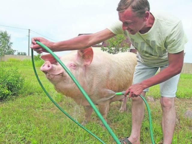 Хряк Фунтик может уехать в Австрию Хряк Фунтик может уехать в Австрию