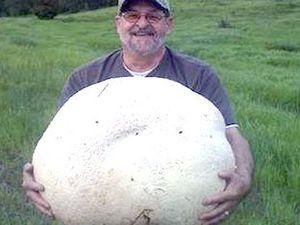 Канадец нашел 26-килограммовый гриб Канадец нашел 26-килограммовый гриб