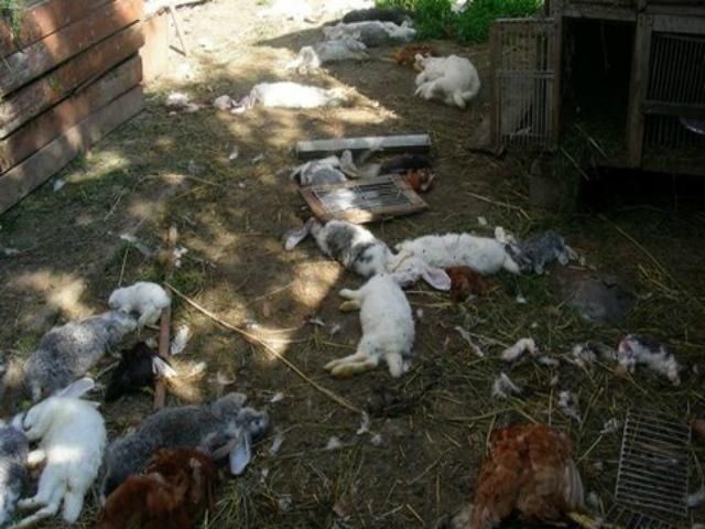 На Закарпатье - новое нападение чупакабры (Фото) На Закарпатье - новое нападение чупакабры (Фото)