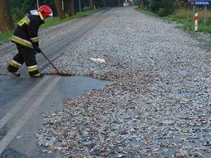 В Польше шоссе засыпало сардинами