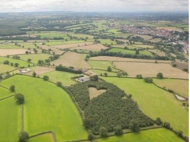 Чоловік висадив дуби у формі серця (Фото) Чоловік висадив дуби у формі серця (Фото)