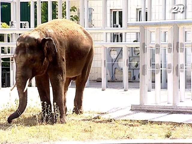 В Киевском зоопарке будет жить азиатский слон Хорас