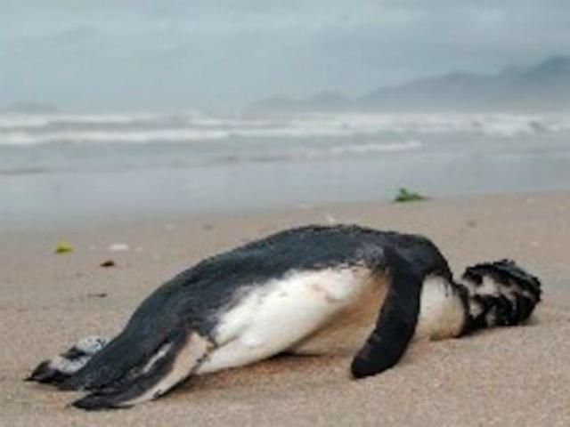 На пляж Бразилии выбросило 500 мертвых пингвинов
