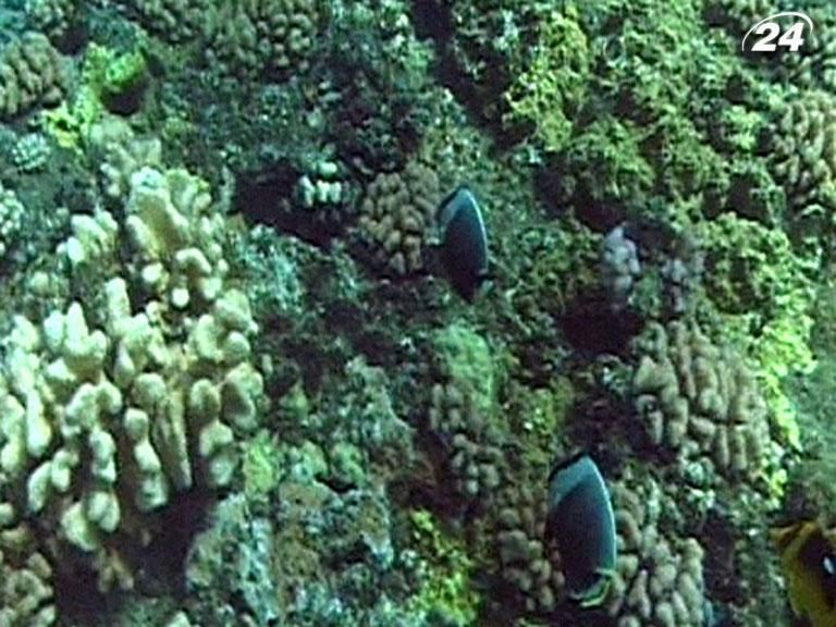 Завдяки коралам вчені досліджують процеси потепління на планеті