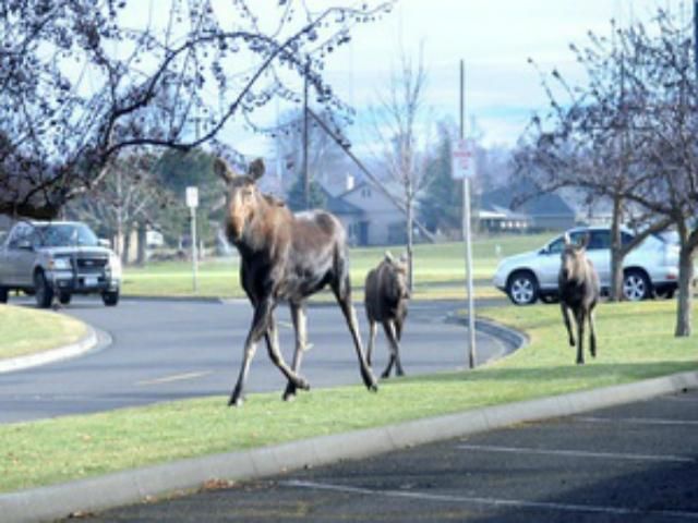 В Эстонии лоси стали причиной двух ДТП В Эстонии лоси стали причиной двух ДТП