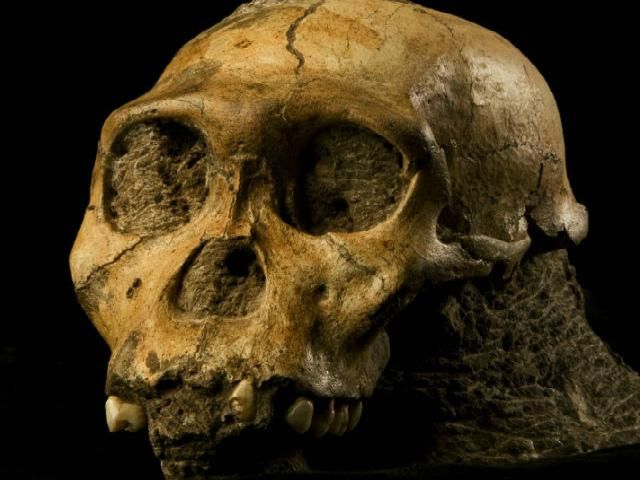 Вчені знайшли череп австралопітека